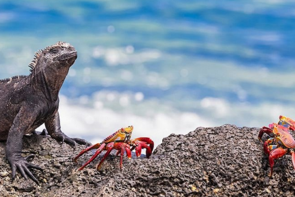 Explore the Evolutionary drama in the Galapagos Islands