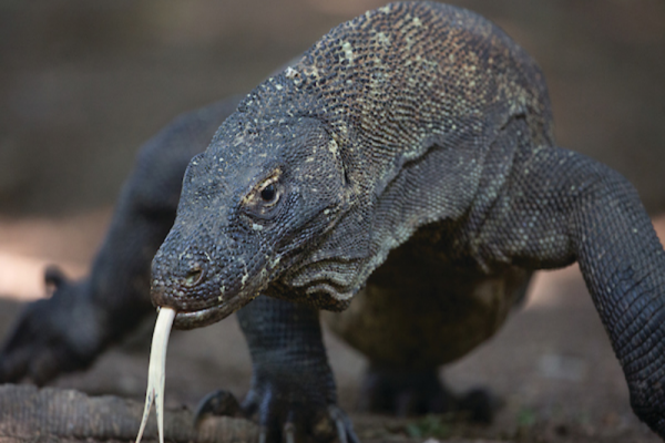 Journey to a Lost World Of Dragons, Komodo National Park