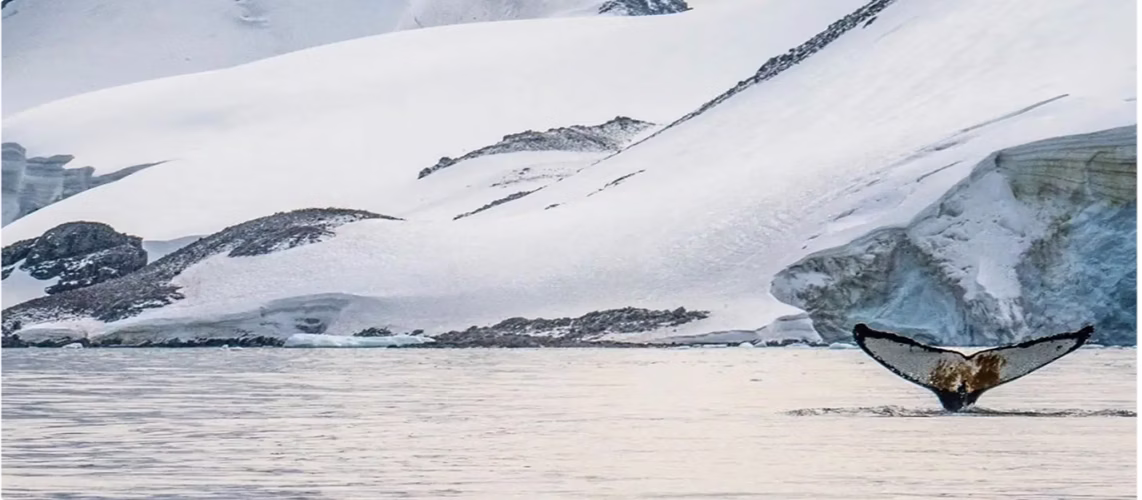 Antarctica Seabourn cruises