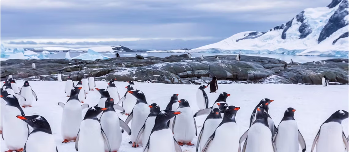 Antarctica Cruises