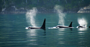 Treasures Of The Inside Passage