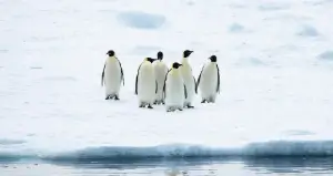 The Emperor Penguins Of Weddell Sea