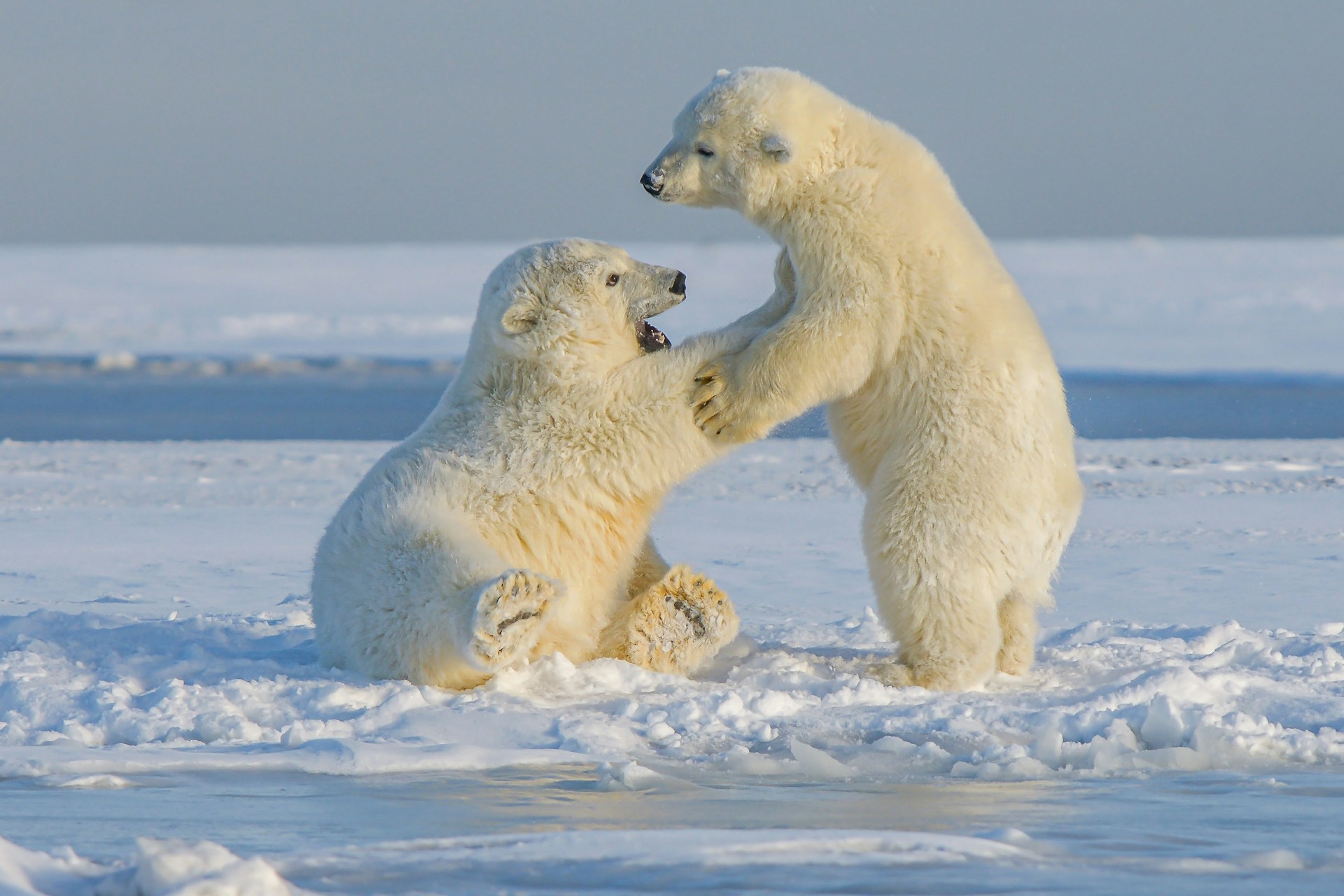 Two Polar Bears Frolicking in the Pristine White Snow<br />
