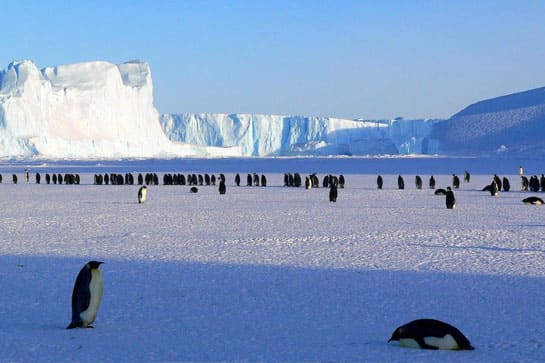 Penguins on ice in Antarctica
