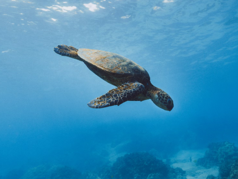 The Galápagos Islands Turtles